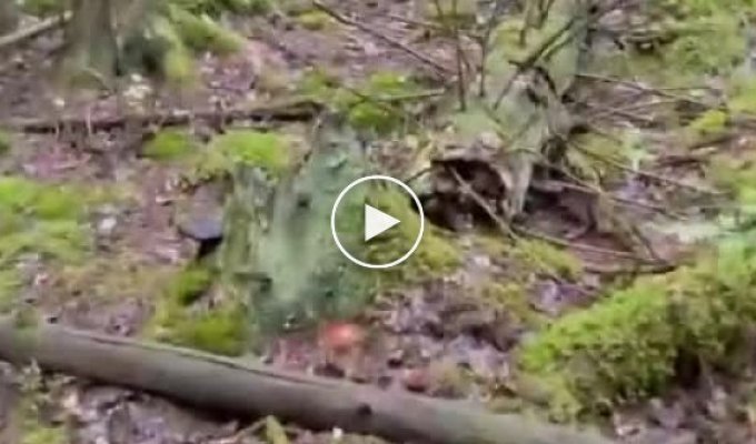 Неподдельная женская радость от увиденных грибов в лесу