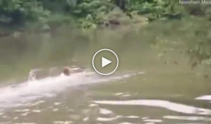 Молодой человек прыгнул в реку, чтобы спасти тонущего оленёнка