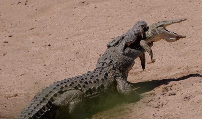 Крокодилы способны поедать своих сородичей (5 фото)