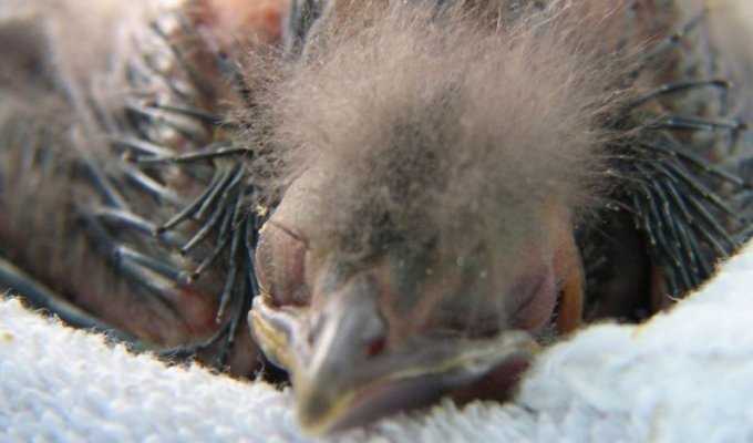 Что делать, если вы нашли птенца, выпавшего из гнезда (6 фото)