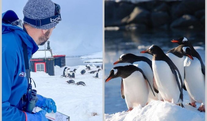 Считать пингвинов и встречать туристов: как работает почта в Антарктиде (9 фото)