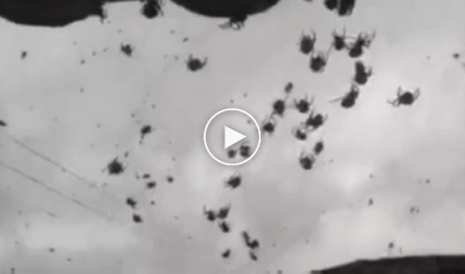 Сотни «парящих» пауков