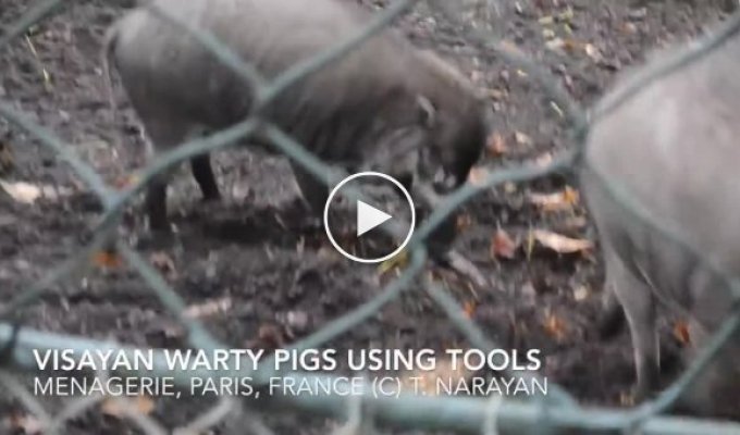 Свиньи продемонстрировали умение пользоваться простейшим орудием труда