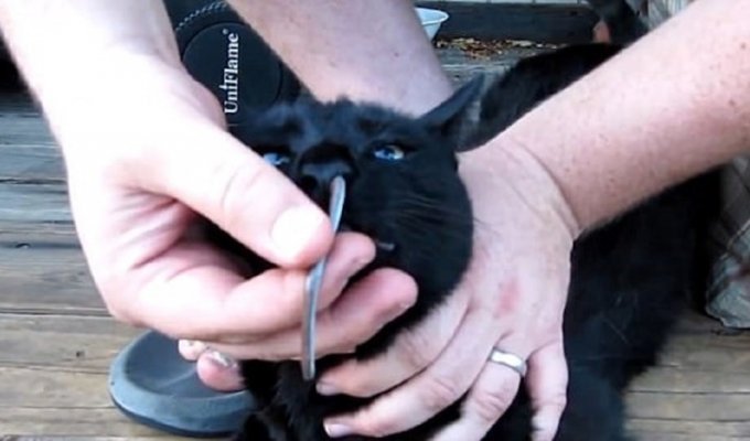 Американец вытащил змею из носа кошки (3 фото + 1 видео)