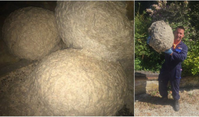 Дезинсектор обнаружил на чердаке десяток осиных гнезд (6 фото)