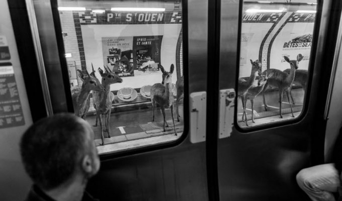 Дикие животные в метро (15 фото)