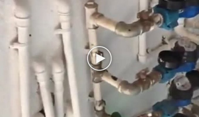 Творчество бразильских водопроводчиков