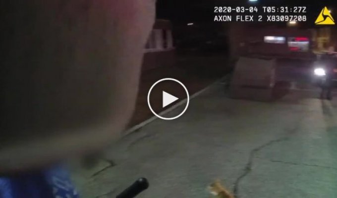 Агрессивный кот напал на офицера полиции