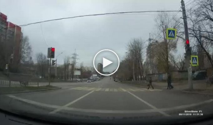В Воронеже даже собаки соблюдают ПДД, а вот водители - нет
