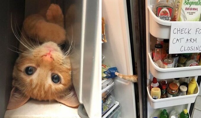 Проверь, нет ли кошачьей лапы, прежде чем закрывать холодильник! (10 фото)