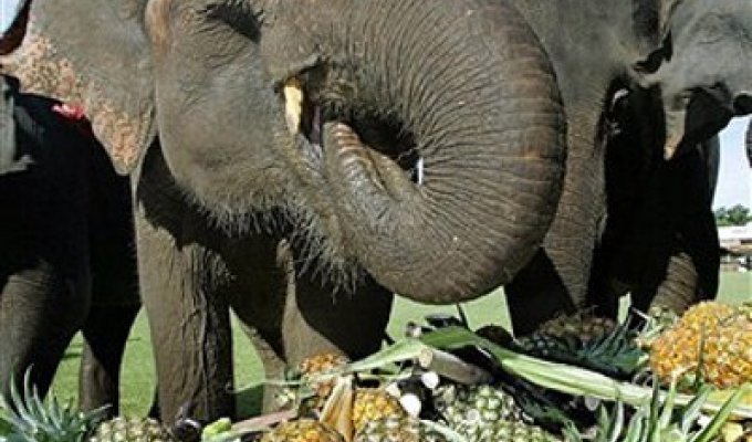 Поло на слонах (8 фото)