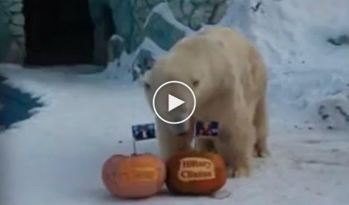Белый медведь и тигрица «предсказывают» результаты президентских выборов в США