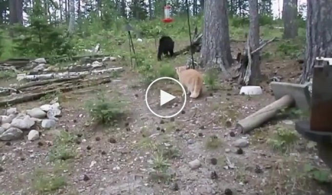 Бесстрашный рыжий кот запугал медведя
