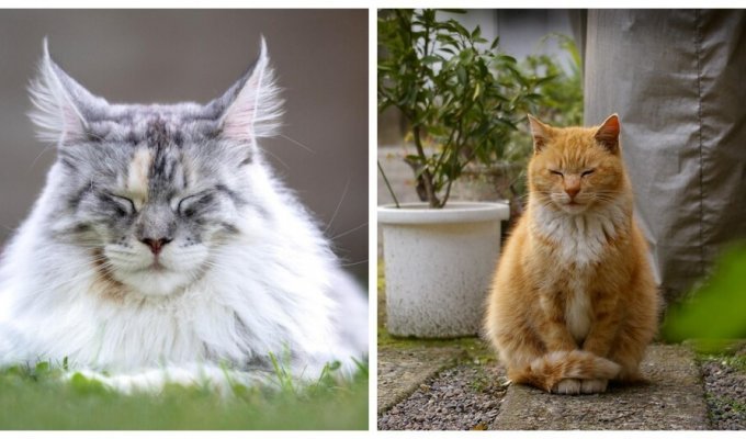 Котики, которые смогли познать дзен (25 фото)
