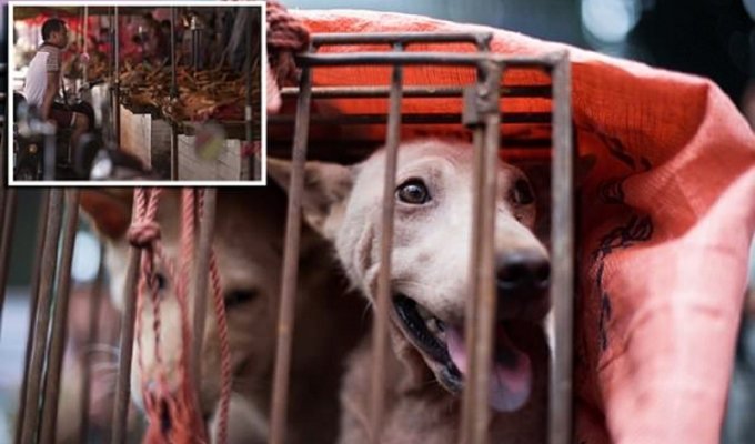 Едим, ели и будем есть: почему китайцы не желают отказаться от собачьего мяса? (14 фото)