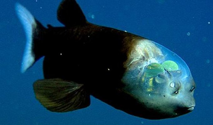Рыба с прозрачной головой (11 фотографий)