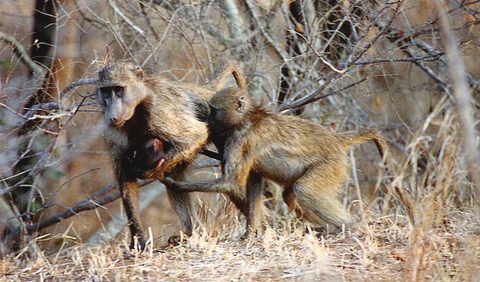 Медвежьи павианы: приматы, у которых зарождается привычное людям понимание семьи (10 фото)