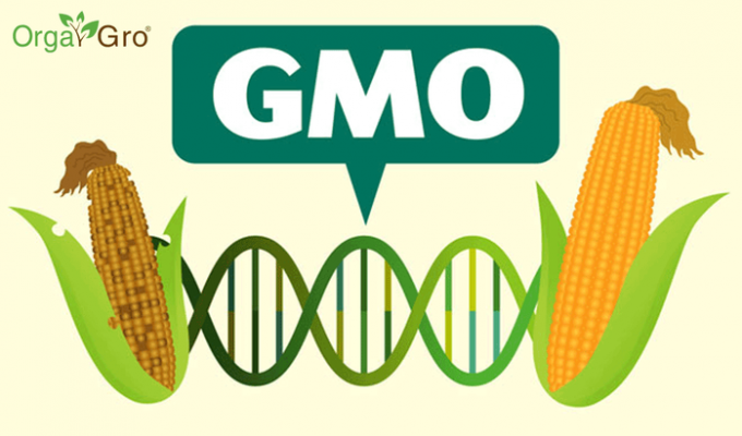 О том, почему же люди боятся ГМО (1 фото)