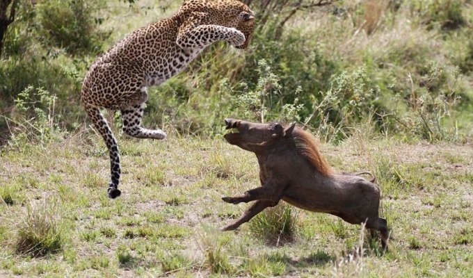Танец на выбывание: смертельная схватка леопарда и дикой свиньи (18 фото)
