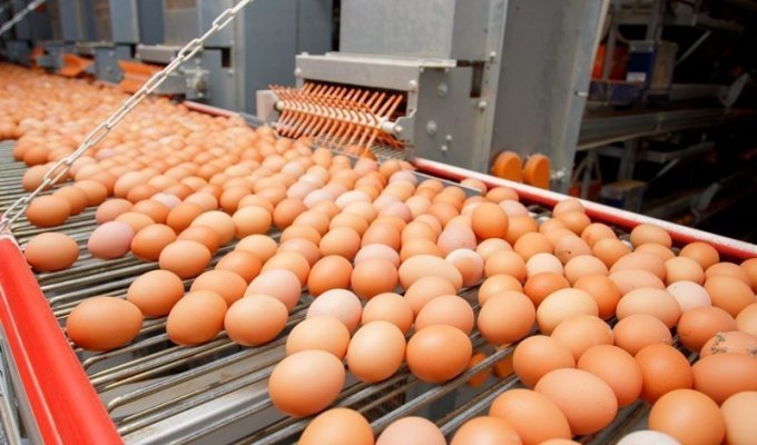 Как производится яйцо на птицефабрике (12 фото + 2 видео)