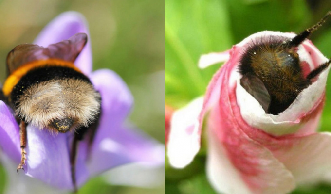 Пчёлы спят в цветочках, когда устают. Это правда или миф? (4 фото)