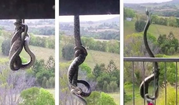Австралийка сняла противостояние 2-х змей, свисавших с крыши 3-этажного здания (2 фото + 1 видео)