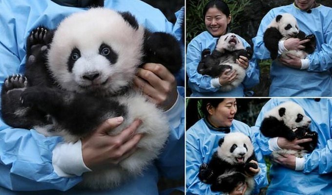 В бельгийском зоопарке состоялась церемония присвоения имен пандам (8 фото)