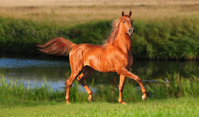 Подборка интересных и необычных фактов о лошадях (1 фото)
