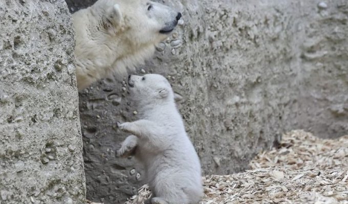 Белый медвежонок сделал первые шаги и сразу же покорил весь мир своим поведением! (8 фото)