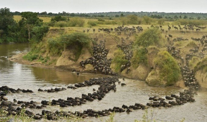 Великая миграция животных в Кении (15 фото)