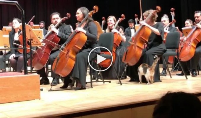 Кошка на симфоническом оркестре