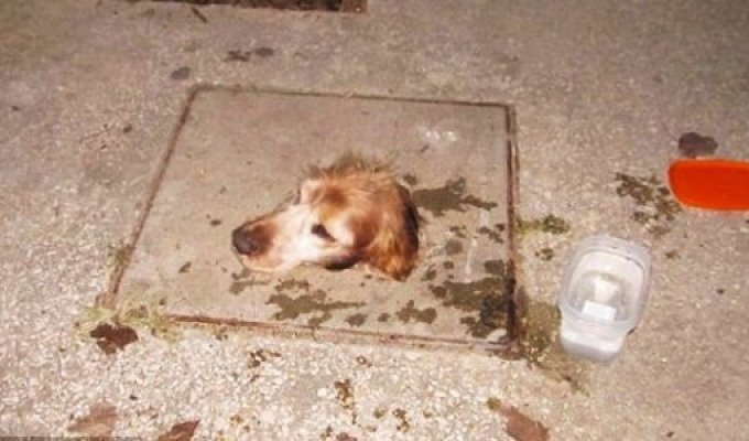 История спасения собаки, попавшей в смертельную ловушку (2 фото)