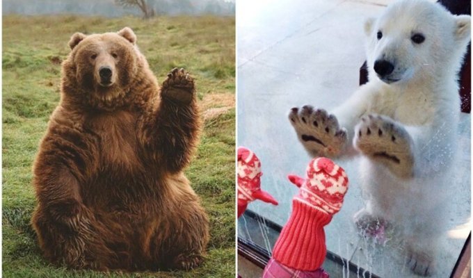 20+ забавных кадров с медведями, которые вызывают улыбку (30 фото)