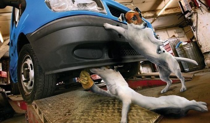 Собаки за работой в автомастерской (12 картинок)