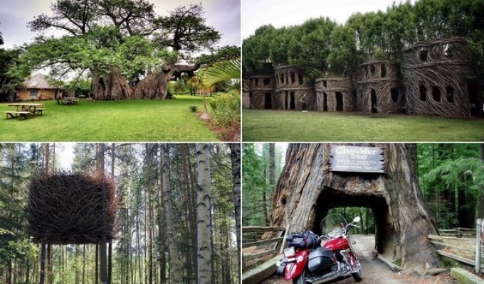 Необычные сооружения в гигантских деревьях (13 фото)