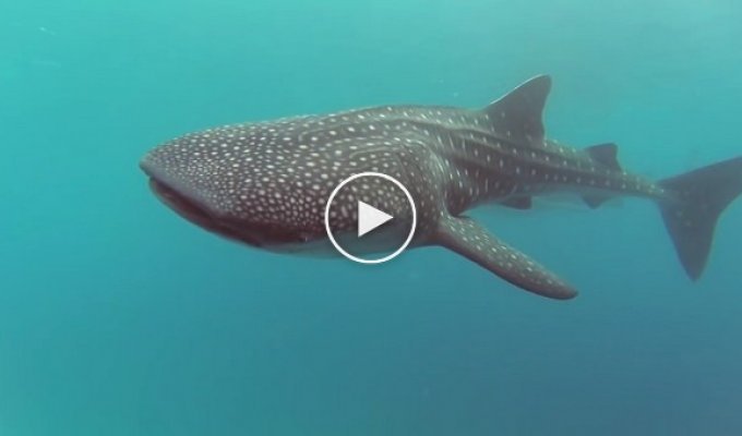 Завораживающее купание с гигантской китовой акулой