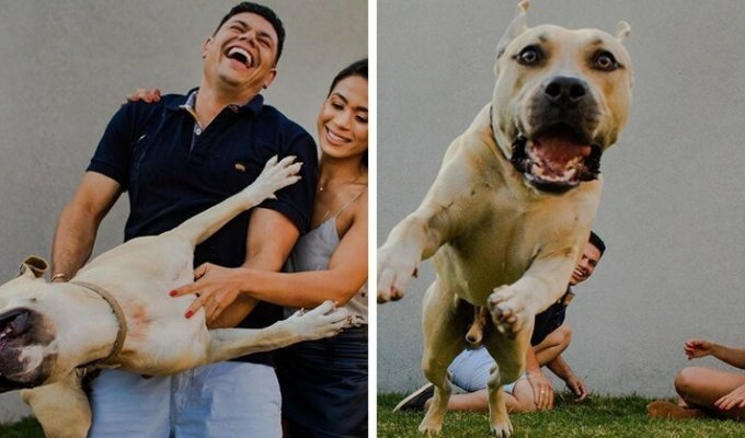 «Он спокойный и будет вести себя хорошо»: Пара взяла пса на предсвадебную фотосессию и не прогадала (21 фото)