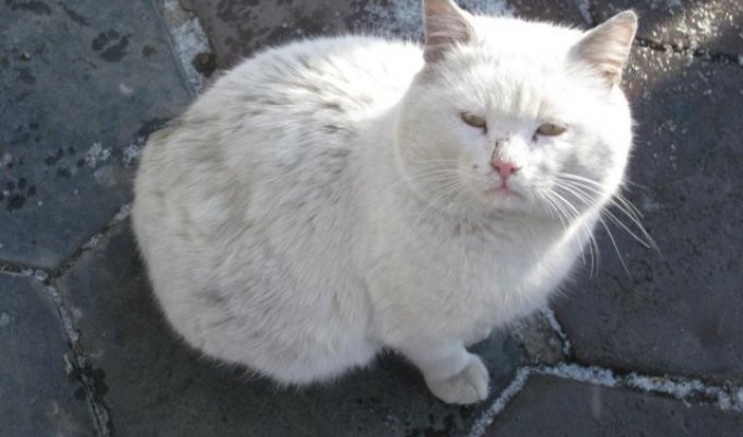 Как человек совершенно случайно спас одинокого белого кота (1 фото)