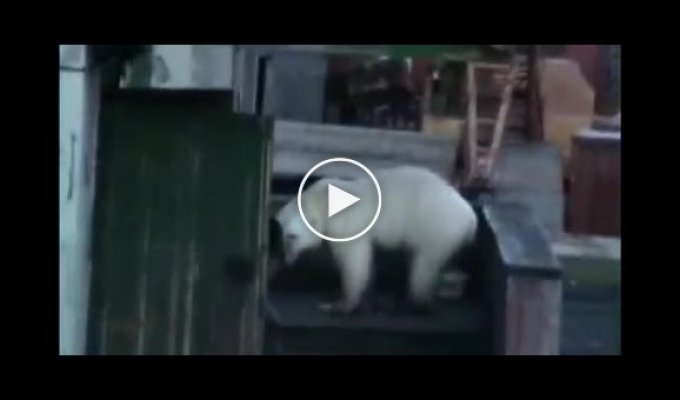Медведь в якутской деревне напугал жителей (мат)