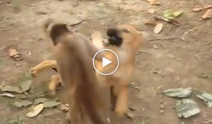 Противостояние обезьянки и собаки