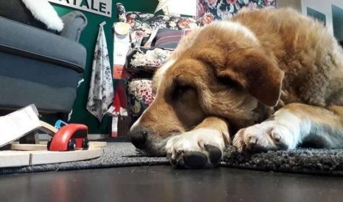 IKEA разрешила бездомным собакам "зимовать" в своих магазинах (6 фото)