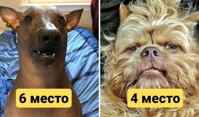 Не вышли мордой: 10 пород собак, которые по мнению обычных людей являются самыми некрасивыми (11 фото)