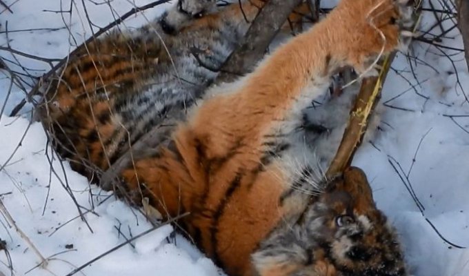 В Приморье обнаружили еще одного истощенного тигренка (2 фото)