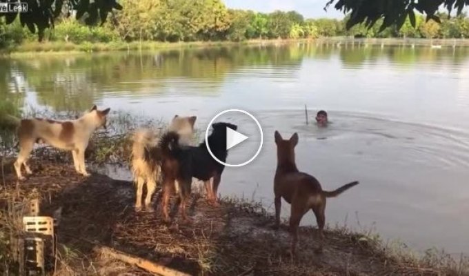 Парень решил удивить собак фокусом в воде