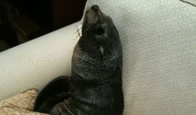 В Новой Зеландии детеныш тюленя пробрался в дом (7 фото + 1 видео)