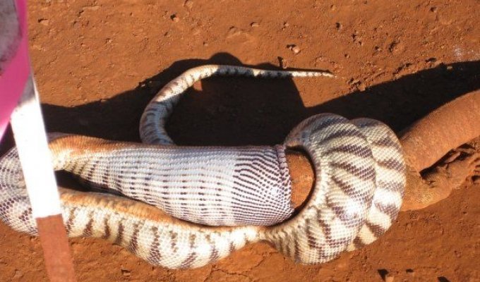Схватка змеи и ягуаны (22 фото)
