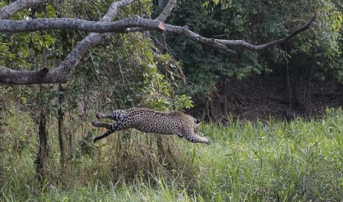 Ягуар убил крокодила, совершив невероятный бросок с дерева (6 фото + 1 видео)