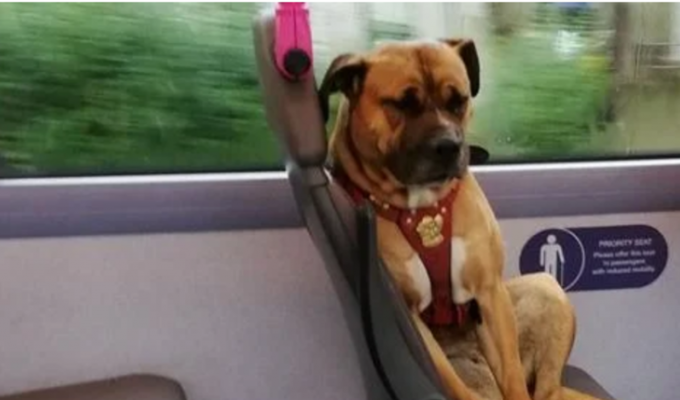 Брошенный пёс, в поисках хозяина, совершил путешествие на автобусе в Британии (3 фото)