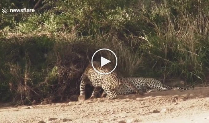 Самка леопарда тщетно пыталась добиться внимания со стороны ленивого самца
