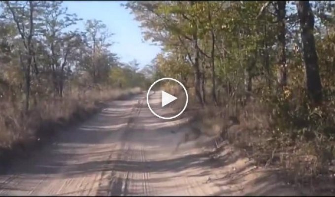 Преследующий белку леопард удивил туристов своим прыжком